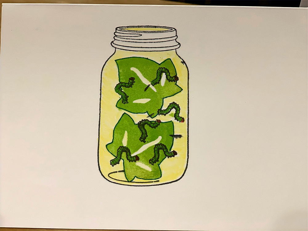 caterpillars in a jar